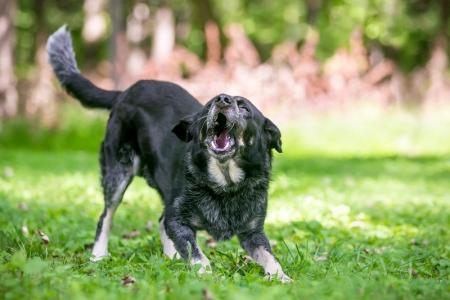 Qu'est-ce qu'une nuisance causée par un animal et quels sont les recours ?